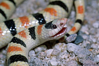 Colorado Desert Shovel-nosed Snake