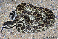 southern pacific rattlesnake with mouth open