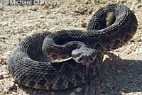 southern pacific rattlesnake