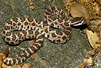 southern pacific rattlesnake with mouth open