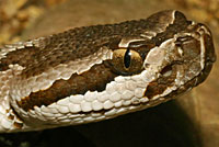 southern pacific rattlesnake
