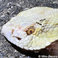 southern pacific rattlesnake