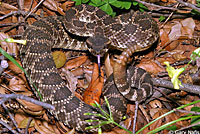 southern pacific rattlesnake