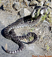 Male Southern Pacific Rattlesnakes in combat