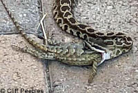 southern pacific rattlesnake
