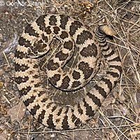 great basin rattlesnake