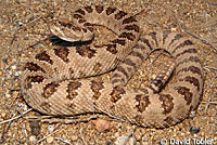 great basin rattlesnake