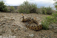 great basin rattlesnake