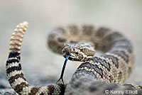 great basin rattlesnake