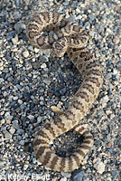 great basin rattlesnake