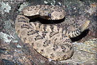 great basin rattlesnake