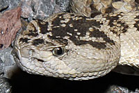 great basin rattlesnake