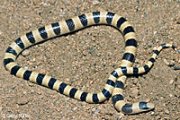 Mohave Shovel-nosed Snake 
