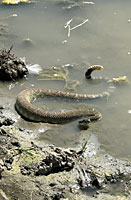 northern pacific rattlesnake