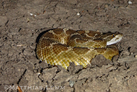 northern pacific rattlesnake