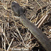 northern pacific rattlesnake
