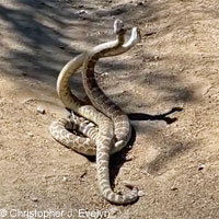 northern pacific rattlesnake