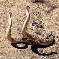 northern pacific rattlesnake