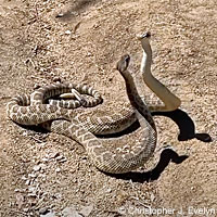 northern pacific rattlesnake