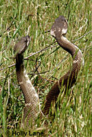 male Northern Pacific Rattlesnakes in a wrestling match