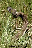 male Northern Pacific Rattlesnakes in a wrestling match