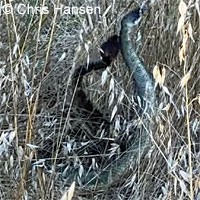 northern pacific rattlesnake