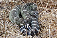 northern pacific rattlesnake