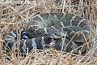 northern pacific rattlesnake