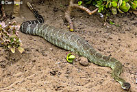 northern pacific rattlesnake