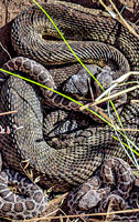 northern pacific rattlesnake