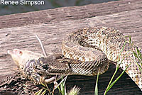 Northern Pacific Rattlesnake eating a rodent