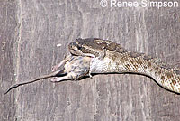 Northern Pacific Rattlesnake eating a rodent