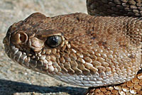 Red Diamond Rattlesnake