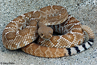 Red Diamond Rattlesnake