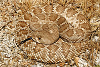 Red Diamond Rattlesnake