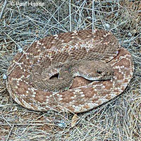 Red Diamond Rattlesnake