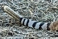 Red Diamond Rattlesnake