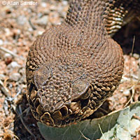 Red Diamond Rattlesnake