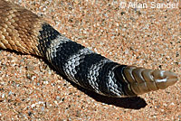 Red Diamond Rattlesnake
