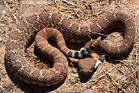 Red Diamond Rattlesnake