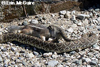 Northern Mohave Rattlesnake eating