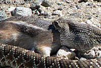 Northern Mohave Rattlesnake eating