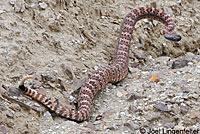 Panamint Rattlesnake