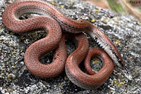 Sharp-tailed Snakes