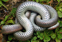 Sharp-tailed Snake