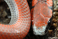 Sharp-tailed Snakes