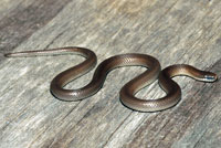Forest Sharp-tailed Snake