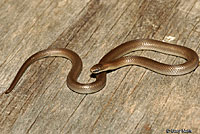 Forest Sharp-tailed Snake 