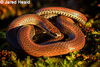 Sharp-tailed Snake