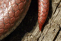 Common Sharp-tailed Snake